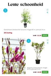 Magnolia. Diverse kleuren, hoogte 60 cm, potmaat 23 cm. aanbieding bij Intratuin – geldig van 09.03.2026 t/m 15.03.2026