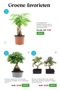 Bonsai in keramiek met schotel aanbieding bij Intratuin – geldig van 09.03.2026 t/m 15.03.2026