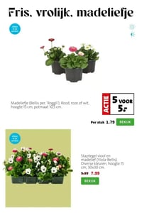 Staptegel viool en madelief (Viola-Bellis). Diverse kleuren, hoogte 15 cm, 30x30 cm. aanbieding bij Intratuin – geldig van 09.03.2026 t/m 15.03.2026