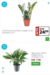 Zamioculcas zamiifolia aanbieding bij Intratuin – geldig van 12.01.2026 t/m 18.01.2026