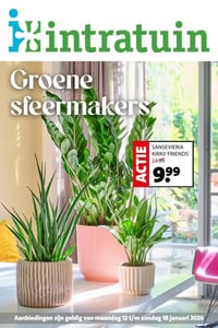 SANSEVIERIA KIRKII 'FRIENDS' aanbieding bij Intratuin – geldig van 12.01.2026 t/m 18.01.2026