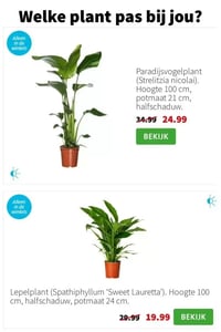 Paradijsvogelplant (Strelitzia nicolai) aanbieding bij Intratuin – geldig van 12.01.2026 t/m 18.01.2026