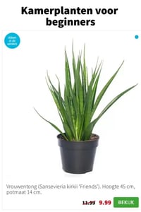 Vrouwentong (Sansevieria kirkii 'Friends'). Hoogte 45 cm, potmaat 14 cm. aanbieding bij Intratuin – geldig van 12.01.2026 t/m 18.01.2026
