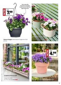 Arrangement Spaanse Fantasy. aanbieding bij Intratuin – geldig van 13.04.2026 t/m 19.04.2026