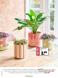 Mozaïekplant (Fittonia) aanbieding bij Intratuin – geldig van 16.02.2026 t/m 22.02.2026