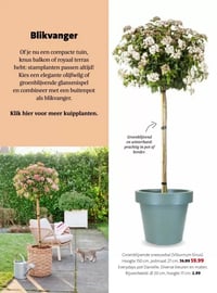 Everydays pot Danielle aanbieding bij Intratuin – geldig van 16.02.2026 t/m 22.02.2026