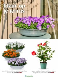 Japanse roos (Camellia japonica). Diverse kleuren, hoogte 40 cm, potmaat 15 cm aanbieding bij Intratuin – geldig van 16.02.2026 t/m 22.02.2026