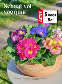 Sleutelbloem (Primula acaulis) aanbieding bij Intratuin – geldig van 16.02.2026 t/m 22.02.2026