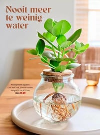 Arrangement aquabol. aanbieding bij Intratuin – geldig van 16.02.2026 t/m 22.02.2026