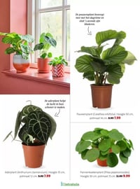 Pannenkoekenplant (Pilea peperomioides) aanbieding bij Intratuin – geldig van 16.02.2026 t/m 22.02.2026