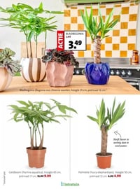 Geldboom (Pachira aquatica) aanbieding bij Intratuin – geldig van 16.02.2026 t/m 22.02.2026