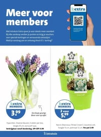 Hyacinten aanbieding bij Intratuin – geldig van 16.02.2026 t/m 22.02.2026