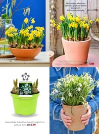 Narcis (Narcissus 'Tête-a-Tête') in schaal aanbieding bij Intratuin – geldig van 16.02.2026 t/m 22.02.2026