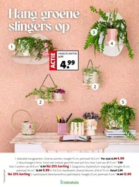 5. Lipstickplant (Aeschynanthus japhrolepis). Hoogte 25 cm, potmaat 15 cm. aanbieding bij Intratuin – geldig van 16.02.2026 t/m 22.02.2026