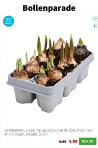 Bolbloemen, 6-pak aanbieding bij Intratuin – geldig van 19.01.2026 t/m 25.01.2026
