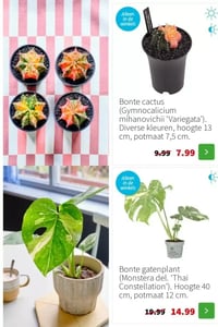 Bonte gatenplant (Monstera del. 'Thai Constellation') aanbieding bij Intratuin – geldig van 19.01.2026 t/m 25.01.2026