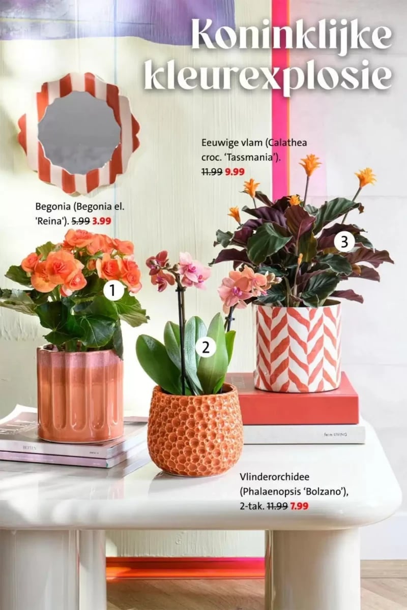 Intratuin folder – pagina 2