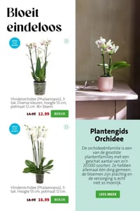 Vlinderorchidee (Phalaenopsis), 3-tak. Diverse kleuren, hoogte 55 cm, potmaat 12 cm. 18+ bloem. aanbieding bij Intratuin – geldig van 23.02.2026 t/m 01.03.2026