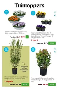 Violen (Viola cornuta) in schaal. Zink, hoogte 25 cm, Ø 33 cm. aanbieding bij Intratuin – geldig van 23.02.2026 t/m 01.03.2026