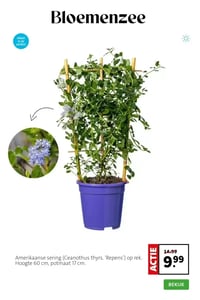 Amerikaanse sering (Ceanothus thyrs. 'Repens') op rek. Hoogte 60 cm, potmaat 17 cm. aanbieding bij Intratuin – geldig van 23.03.2026 t/m 29.03.2026