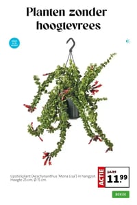 Lipstickplant (Aeschynanthus 'Mona Lisa') in hangpot. aanbieding bij Intratuin – geldig van 23.03.2026 t/m 29.03.2026
