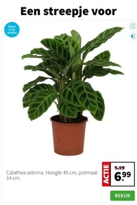 Calathea zebrina. aanbieding bij Intratuin – geldig van 26.01.2026 t/m 01.02.2026