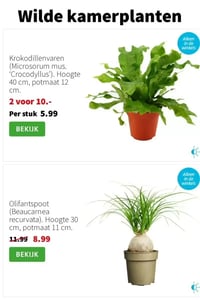 Krokodillenvaren (Microsorum mus. 'Crocodyllus') aanbieding bij Intratuin – geldig van 26.01.2026 t/m 01.02.2026