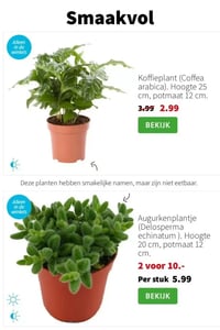 Augurkenplantje (Delosperma echinatum). Hoogte 20 cm, potmaat 12 cm. aanbieding bij Intratuin – geldig van 26.01.2026 t/m 01.02.2026