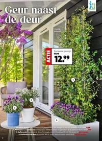 Kuiflavendel (Lavandula st. 'Anouk') aanbieding bij Intratuin – geldig van 30.03.2026 t/m 05.04.2026