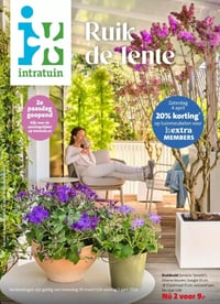Kruiskruid (Senecio 'Senetti') aanbieding bij Intratuin – geldig van 30.03.2026 t/m 05.04.2026