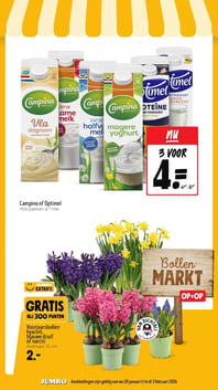 Voorjaarsbollen hyacint, blauwe druif of narcis aanbieding bij Jumbo – geldig van 28.01.2026 t/m 03.02.2026