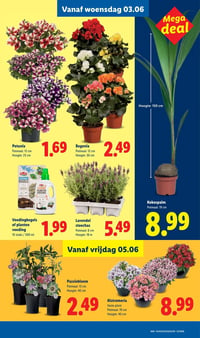 Alstromeria aanbieding bij Lidl – geldig van 01.06.2026 t/m 07.06.2026