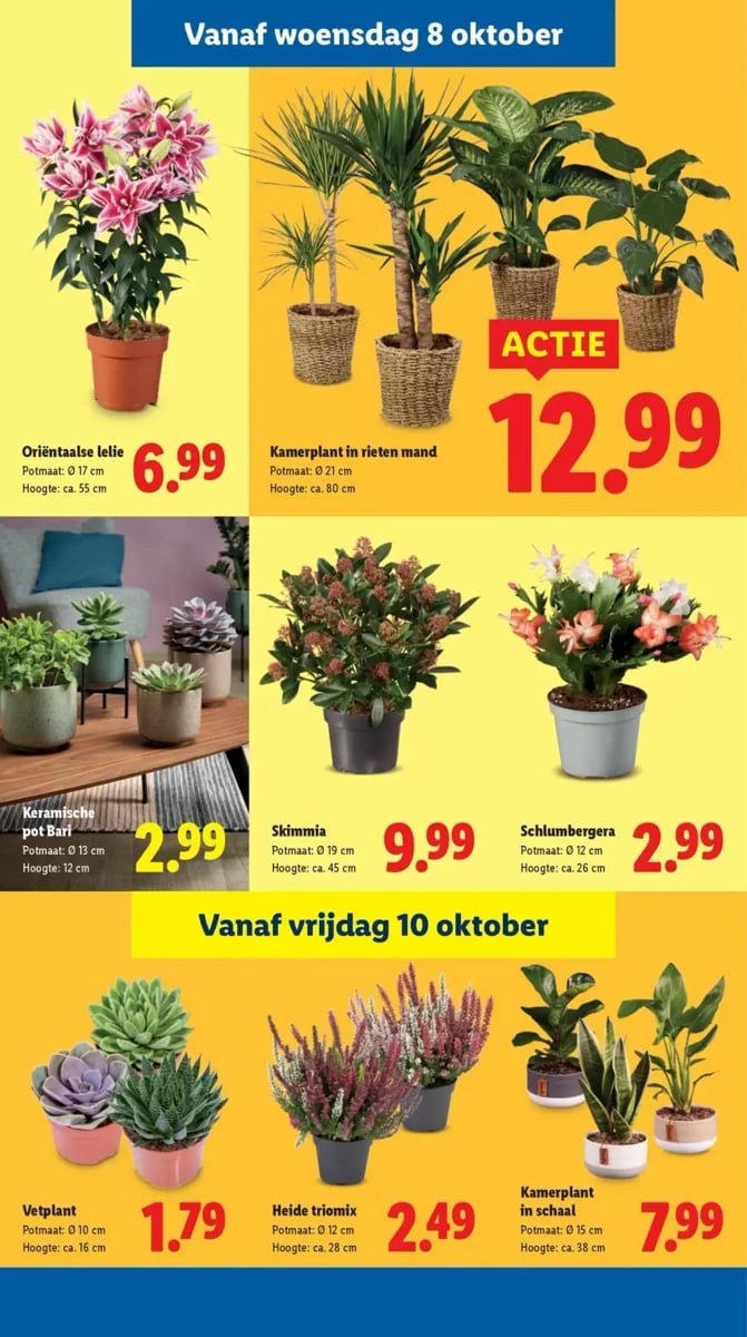 Lidl folder – pagina 36