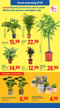 Cactus en vetplant in keramische pot Brasil aanbieding bij Lidl – geldig van 05.01.2026 t/m 11.01.2026
