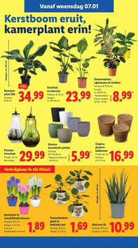 Strelitzia en alocasia aanbieding bij Lidl – geldig van 05.01.2026 t/m 11.01.2026