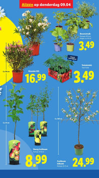 Dwerg fruitboom aanbieding bij Lidl – geldig van 09.04.2026 t/m 09.04.2026