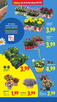 Perkplanten aanbieding bij Lidl – geldig van 06.04.2026 t/m 12.04.2026