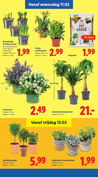 Kruidenboompje aanbieding bij Lidl – geldig van 13.02.2026 t/m 15.02.2026