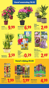 Mini stamroos aanbieding bij Lidl – geldig van 20.02.2026 t/m 22.02.2026