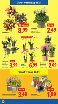 Bloembollen aanbieding bij Lidl – geldig van 19.01.2026 t/m 25.01.2026