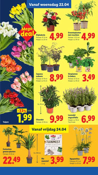 Agapanthus aanbieding bij Lidl – geldig van 24.04.2026 t/m 26.04.2026