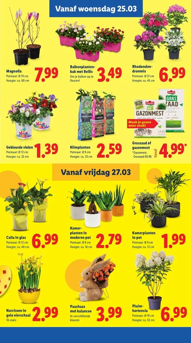 Lidl folder – pagina 31