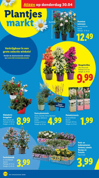 Bougainvillea aanbieding bij Lidl – geldig van 27.04.2026 t/m 03.05.2026