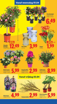 Bougainvillea aanbieding bij Lidl – geldig van 01.04.2026 t/m 05.04.2026
