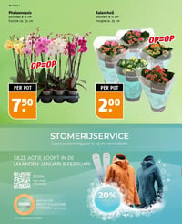Kalanchoë aanbieding bij Poiesz – geldig van 04.01.2025 t/m 10.01.2026