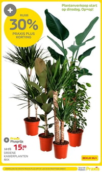 GROENE KAMERPLANTEN MIX aanbieding bij Praxis – geldig van 05.01.2025 t/m 11.01.2026