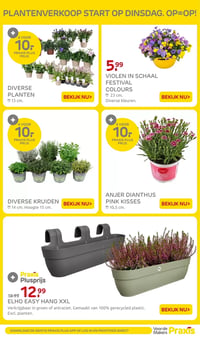 VIOLEN IN SCHAAL FESTIVAL COLOURS aanbieding bij Praxis – geldig van 09.03.2026 t/m 15.03.2026