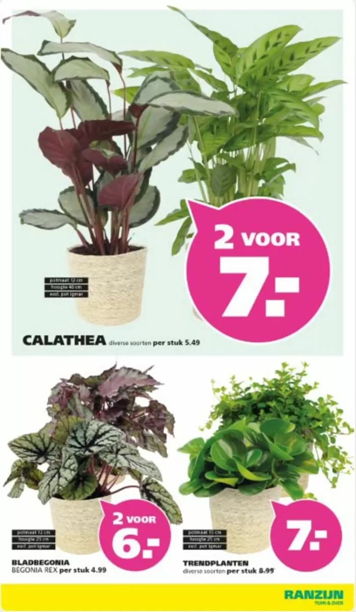 Ranzijn folder – pagina 11