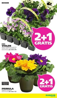 PRIMULA aanbieding bij Ranzijn – geldig van 22.02.2026 t/m 07.03.2026