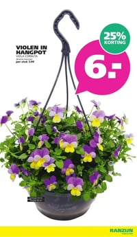 VIOLEN IN HANGPOT aanbieding bij Ranzijn – geldig van 22.02.2026 t/m 07.03.2026